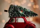 Spar penge på julestemningen: Sådan finder du de bedste tilbud på julestjerner